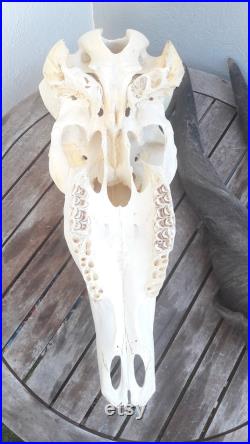 Common eland skull crâne d'Eland du Cap