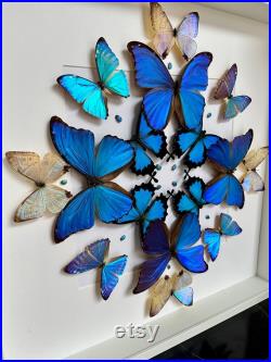 Composition Kaléidoscope 16 papillons Morpho Sulkowskyi Didius Zephyritis du Pérou naturalisés sous cadre en bois laqué blanc 50cmx50cm