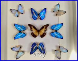 Composition Kaléidoscope 9 papillons exotiques Morpho Cypris-Helena-Sulkowskyi du Pérou naturalisés sous cadre en bois laqué blanc 50cmx50cm