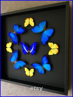Composition de 9 papillons exotiques Morpho Helena Didius du Pérou et Phoebis philéa naturalisés sous cadre en bois laqué noir 50cmx50cm