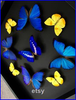 Composition de 9 papillons exotiques Morpho Helena Didius du Pérou et Phoebis philéa naturalisés sous cadre en bois laqué noir 50cmx50cm
