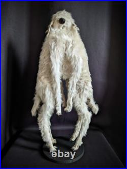 Congenital Malformation, Polymelia Cyclops very rare taxidermy oddities