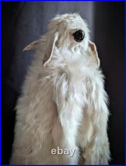 Congenital Malformation, Polymelia Cyclops very rare taxidermy oddities