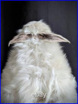 Congenital Malformation, Polymelia Cyclops very rare taxidermy oddities