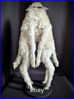 Congenital Malformation, Polymelia Cyclops very rare taxidermy oddities