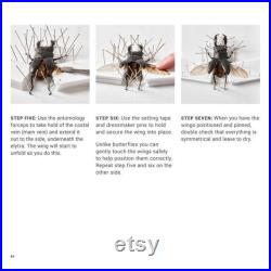 Conservation des insectes e-Book and Kit
