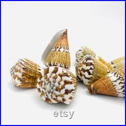 Conus capitaneus, coquillage cône, cabinet de curiosité, coquillage de collection, conus, coquillage exotique, conidae, décoration maison