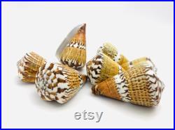 Conus capitaneus, coquillage cône, cabinet de curiosité, coquillage de collection, conus, coquillage exotique, conidae, décoration maison