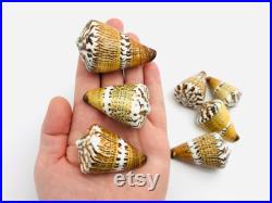 Conus capitaneus, coquillage cône, cabinet de curiosité, coquillage de collection, conus, coquillage exotique, conidae, décoration maison