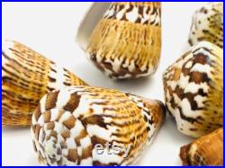 Conus capitaneus, coquillage cône, cabinet de curiosité, coquillage de collection, conus, coquillage exotique, conidae, décoration maison