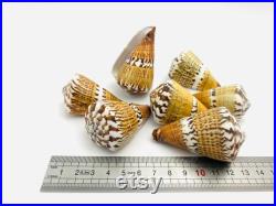 Conus capitaneus, coquillage cône, cabinet de curiosité, coquillage de collection, conus, coquillage exotique, conidae, décoration maison