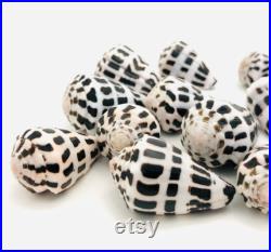 Conus ebraeus, petit coquillage blanc et noir, cabinet de curiosité, collection coquillage, coquillage tacheté, taxidermie, décoration Conus ebraeus, petit coquillage blanc et noir, cabinet de curiosité, collection coquillage, coquillage tacheté, taxidermie, décoration
