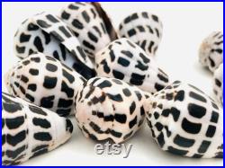 Conus ebraeus, petit coquillage blanc et noir, cabinet de curiosité, collection coquillage, coquillage tacheté, taxidermie, décoration Conus ebraeus, petit coquillage blanc et noir, cabinet de curiosité, collection coquillage, coquillage tacheté, taxidermie, décoration