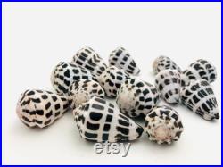 Conus ebraeus, petit coquillage blanc et noir, cabinet de curiosité, collection coquillage, coquillage tacheté, taxidermie, décoration Conus ebraeus, petit coquillage blanc et noir, cabinet de curiosité, collection coquillage, coquillage tacheté, taxidermie, décoration