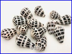 Conus ebraeus, petit coquillage blanc et noir, cabinet de curiosité, collection coquillage, coquillage tacheté, taxidermie, décoration Conus ebraeus, petit coquillage blanc et noir, cabinet de curiosité, collection coquillage, coquillage tacheté, taxidermie, décoration