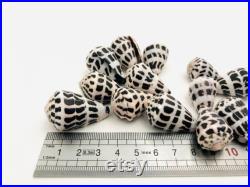 Conus ebraeus, petit coquillage blanc et noir, cabinet de curiosité, collection coquillage, coquillage tacheté, taxidermie, décoration Conus ebraeus, petit coquillage blanc et noir, cabinet de curiosité, collection coquillage, coquillage tacheté, taxidermie, décoration