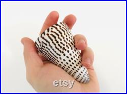 Conus litteratus, grand coquillage noir et blanc, coquillage cône, cabinet de curiosité, coquillage exotique collection, taxidermie