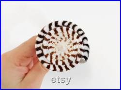 Conus litteratus, grand coquillage noir et blanc, coquillage cône, cabinet de curiosité, coquillage exotique collection, taxidermie