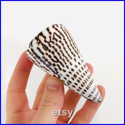 Conus litteratus, grand coquillage noir et blanc, coquillage cône, cabinet de curiosité, coquillage exotique collection, taxidermie