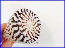 Conus litteratus, grand coquillage noir et blanc, coquillage cône, cabinet de curiosité, coquillage exotique collection, taxidermie