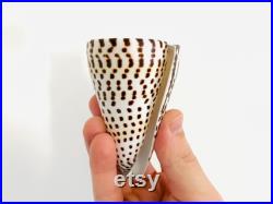 Conus litteratus, grand coquillage noir et blanc, coquillage cône, cabinet de curiosité, coquillage exotique collection, taxidermie