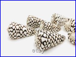 Conus marmoreus, coquillage noir et blanc, coquillage cône, cabinet de curiosité, coquillage exotique décoration collection, taxidermie