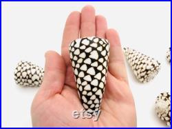 Conus marmoreus, coquillage noir et blanc, coquillage cône, cabinet de curiosité, coquillage exotique décoration collection, taxidermie