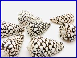 Conus marmoreus, coquillage noir et blanc, coquillage cône, cabinet de curiosité, coquillage exotique décoration collection, taxidermie