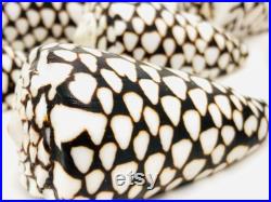 Conus marmoreus, coquillage noir et blanc, coquillage cône, cabinet de curiosité, coquillage exotique décoration collection, taxidermie