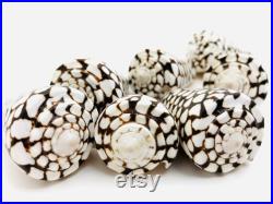 Conus marmoreus, coquillage noir et blanc, coquillage cône, cabinet de curiosité, coquillage exotique décoration collection, taxidermie