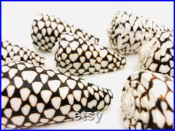 Conus marmoreus, coquillage noir et blanc, coquillage cône, cabinet de curiosité, coquillage exotique décoration collection, taxidermie