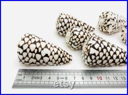 Conus marmoreus, coquillage noir et blanc, coquillage cône, cabinet de curiosité, coquillage exotique décoration collection, taxidermie