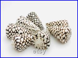 Conus marmoreus, coquillage noir et blanc, coquillage cône, cabinet de curiosité, coquillage exotique décoration collection, taxidermie