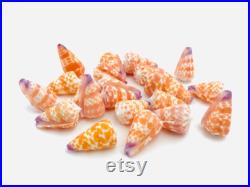 Conus tessulatus, petit coquillage orange, cabinet de curiosité, coquillage pour collection ou décoration, coquillage exotique, oddities