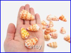 Conus tessulatus, petit coquillage orange, cabinet de curiosité, coquillage pour collection ou décoration, coquillage exotique, oddities