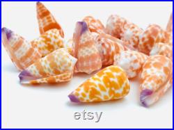 Conus tessulatus, petit coquillage orange, cabinet de curiosité, coquillage pour collection ou décoration, coquillage exotique, oddities