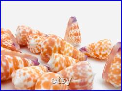 Conus tessulatus, petit coquillage orange, cabinet de curiosité, coquillage pour collection ou décoration, coquillage exotique, oddities