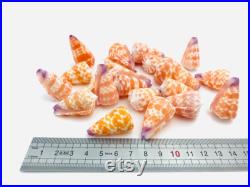 Conus tessulatus, petit coquillage orange, cabinet de curiosité, coquillage pour collection ou décoration, coquillage exotique, oddities
