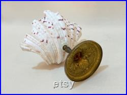 Coquillage Bénitier ancien sur pied bronze XIXe cabinet de curiosités pièce unique collection vide-poches socle coupe calice présentoir