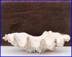Coquillage Bénitier, vide poche, années 70 cabinet curiosités, présentoir bijoux salle de bain bohème chic, porte savon