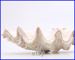 Coquillage Bénitier, vide poche, années 70 cabinet curiosités, présentoir bijoux salle de bain bohème chic, porte savon
