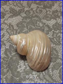 Coquillage Turbo burgo nacré