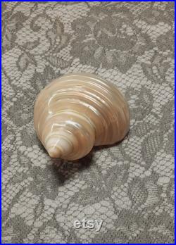 Coquillage Turbo burgo nacré
