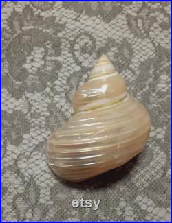 Coquillage Turbo burgo nacré
