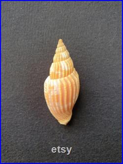 Coquillage Volutidae Lyria naturel Volute de Tulear coquillage marin de décoration, spécimen de collection (5,5 cm 8 gr) MADAGASCAR