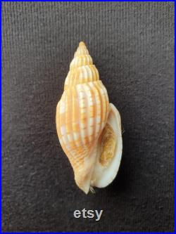 Coquillage Volutidae Lyria naturel Volute de Tulear coquillage marin de décoration, spécimen de collection (5,5 cm 8 gr) MADAGASCAR