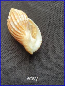 Coquillage Volutidae Lyria naturel Volute de Tulear coquillage marin de décoration, spécimen de collection (5,5 cm 8 gr) MADAGASCAR