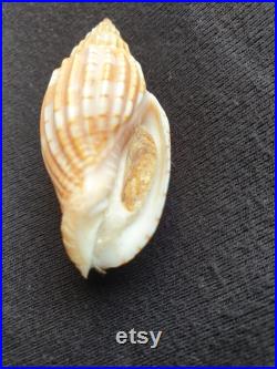 Coquillage Volutidae Lyria naturel Volute de Tulear coquillage marin de décoration, spécimen de collection (5,5 cm 8 gr) MADAGASCAR