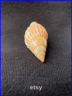 Coquillage Volutidae Lyria naturel Volute de Tulear coquillage marin de décoration, spécimen de collection (5,5 cm 8 gr) MADAGASCAR