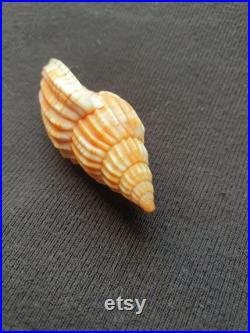 Coquillage Volutidae Lyria naturel Volute de Tulear coquillage marin de décoration, spécimen de collection (5,5 cm 8 gr) MADAGASCAR
